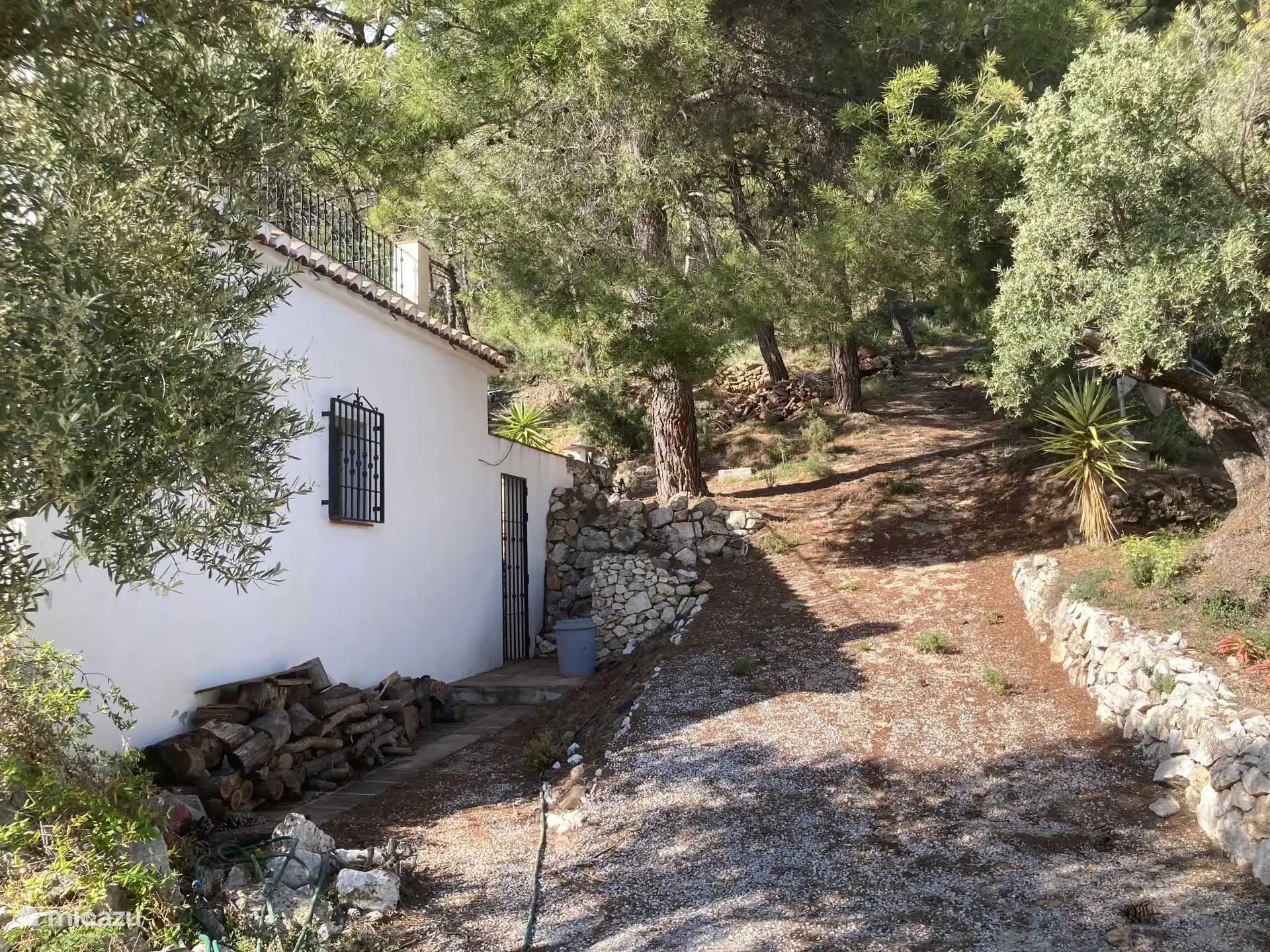 El bosque sombrío detrás de la casa