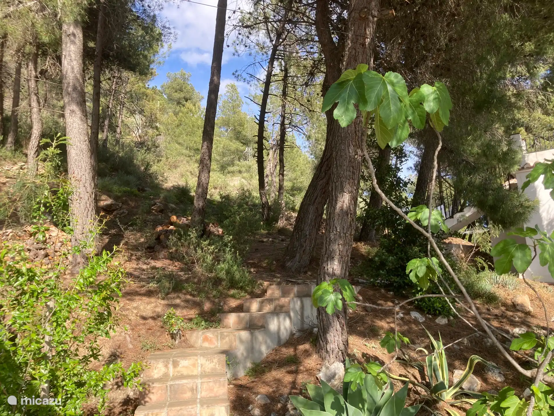 El bosque de coníferas detrás de la casa