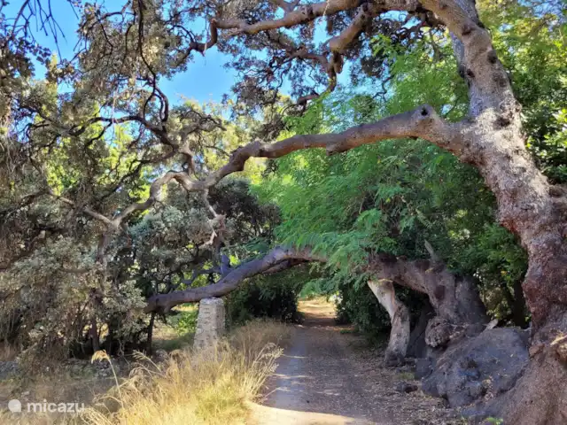 Finca Rustica  en España, Valencia, Jijona - finca caminar