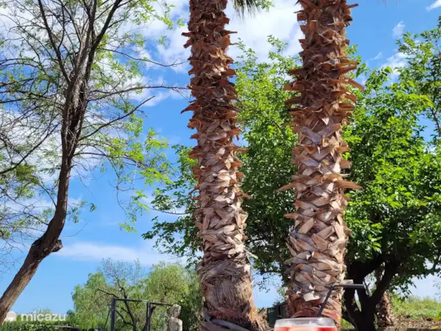 Finca Rustica  en España, Valencia, Jijona - finca vista