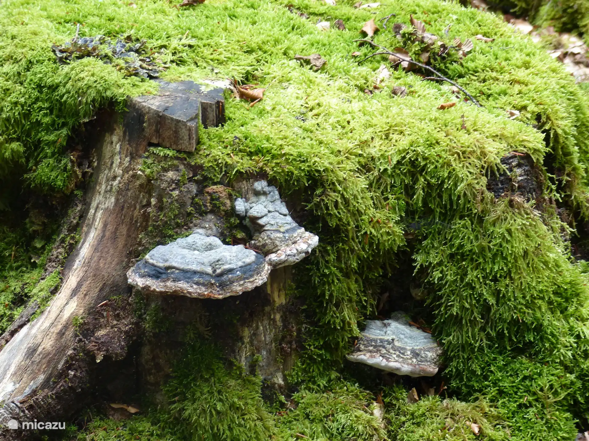 Das werden Sie unterwegs antreffen 