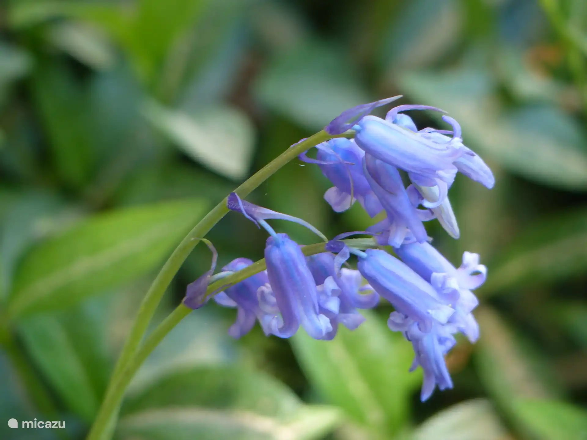 Viele schöne Blumen 