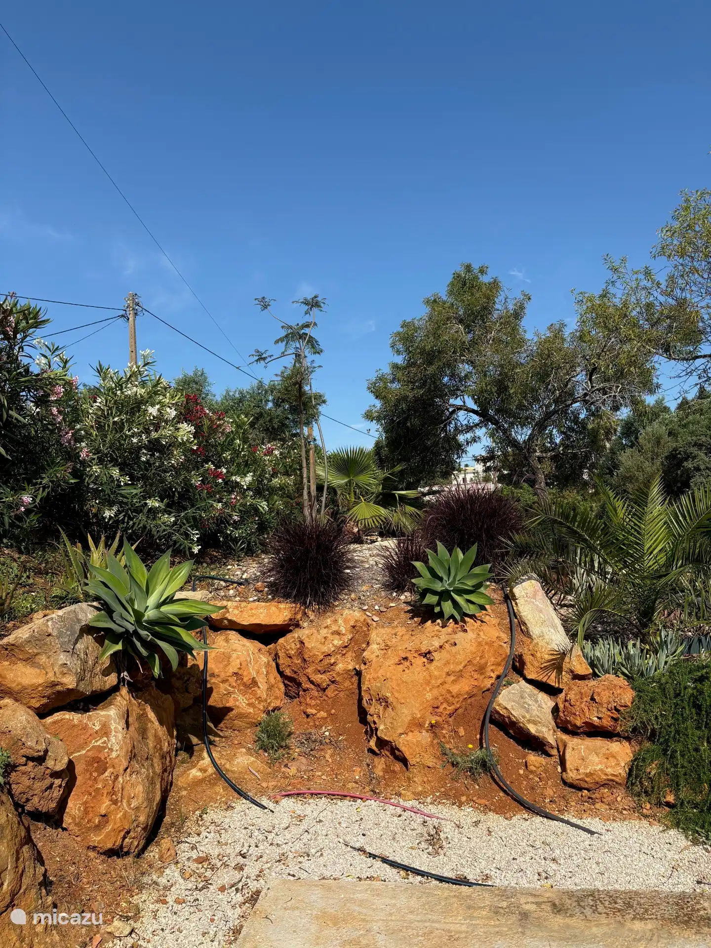 Oleanderbüsche in Blüte