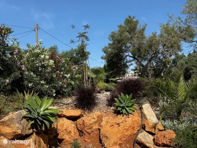 Casa de Paulo | Portugal, Algarve, Olhão - finca Lauriers-roses en fleurs