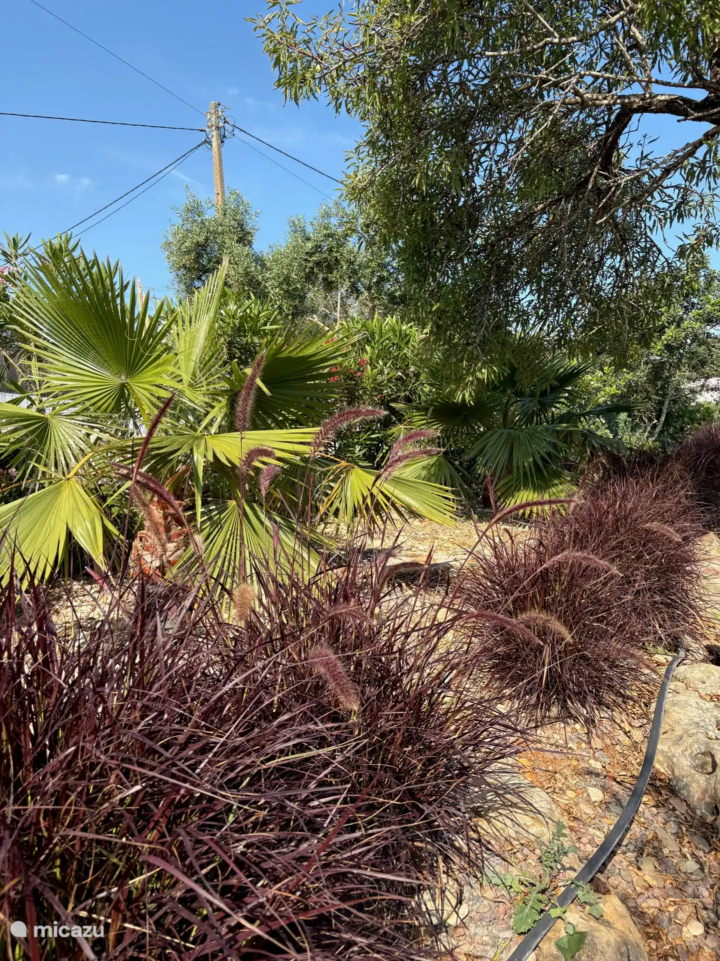 Palmen und orientalische Gräser auf mehreren Ebenen