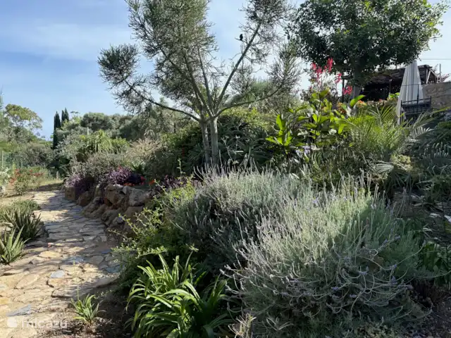 Casa de Paulo | Portugal, Algarve, Olhão - finca Jardins entièrement approvisionnés avec de belles plantes, arbres et arbustes