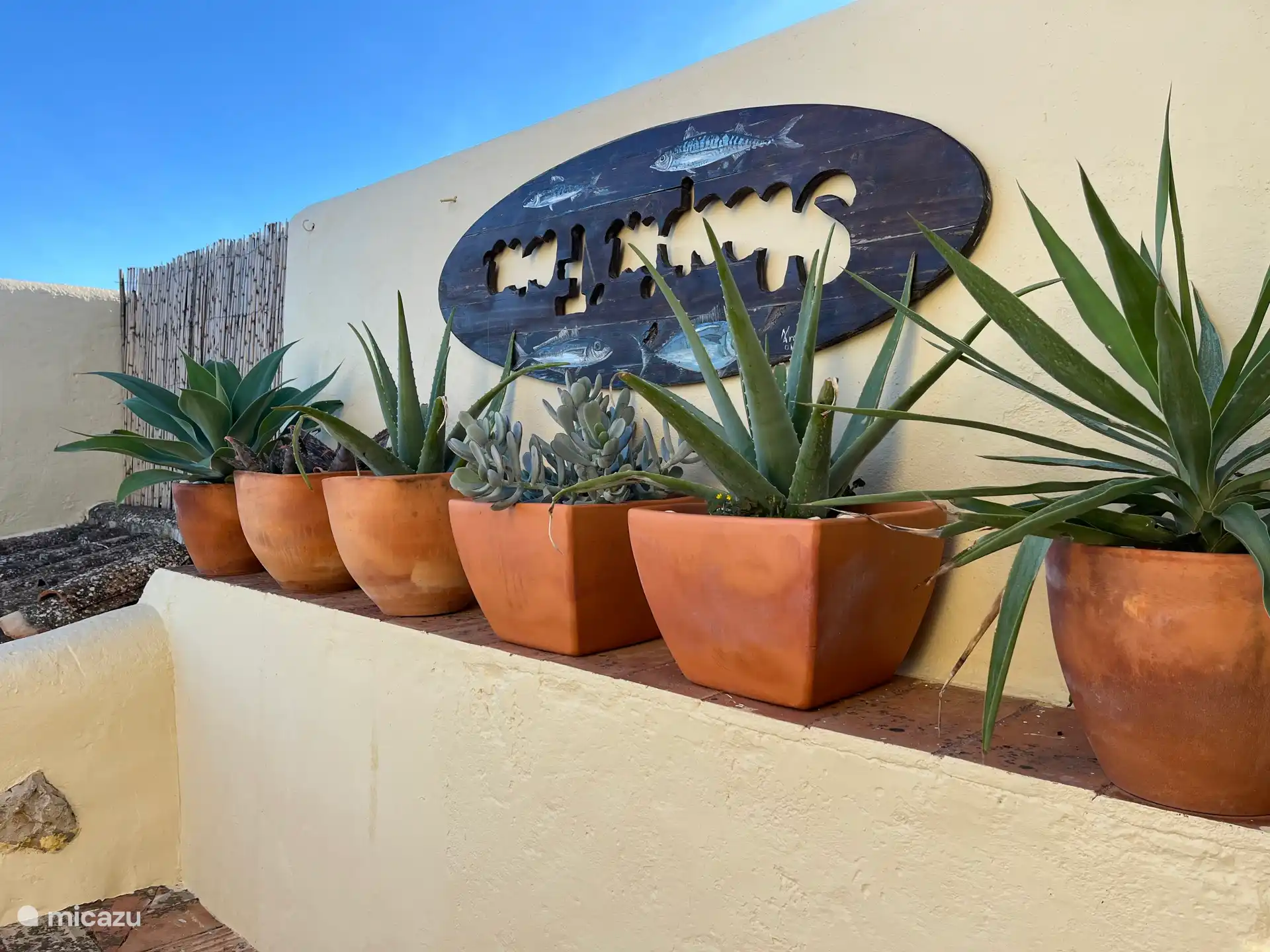 Kakteen und Yuccas auf der Balkonterrasse