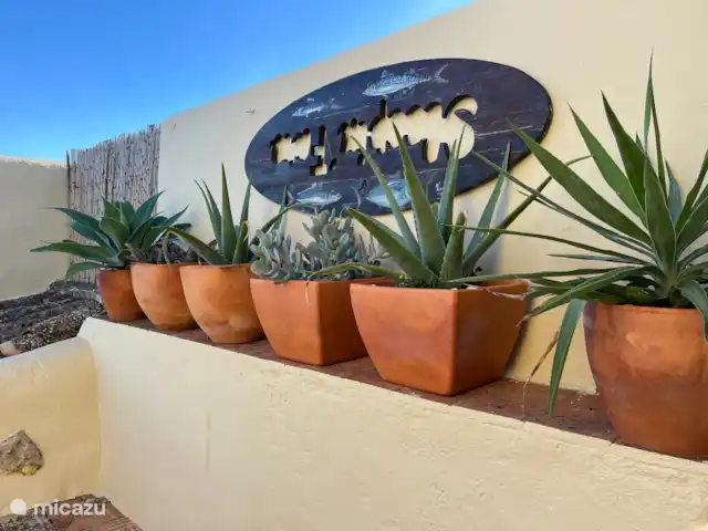 Casa de Paulo | Portugal, Algarve, Olhão - finca Cactus et Yuccas sur le balcon patio