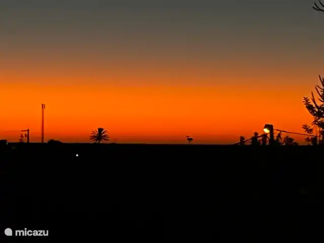 Casa de Paulo | Portugal, Algarve, Olhão - finca Coucher de soleil depuis le patio, voir le résident Tige et nid au loin