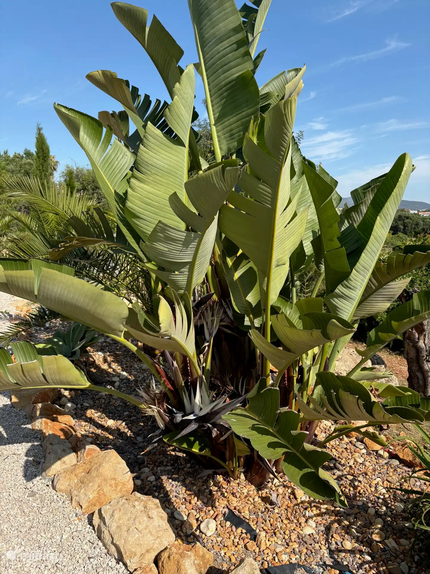 Eine meiner Lieblingspflanzen, eine große Strelitzia, die gerade blüht 