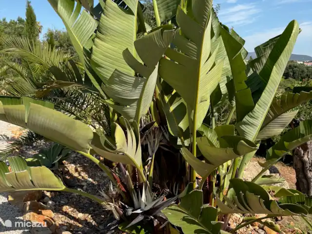 Casa de Paulo | Portugal, Algarve, Olhão - finca Une de mes plantes préférées, un grand strelitzia en floraison actuelle