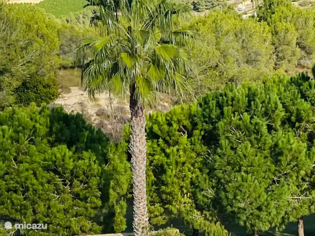 Jacaranda huren in Spanje, Costa Blanca, San Miguel de Salinas - villa Golf Natuurreservaat