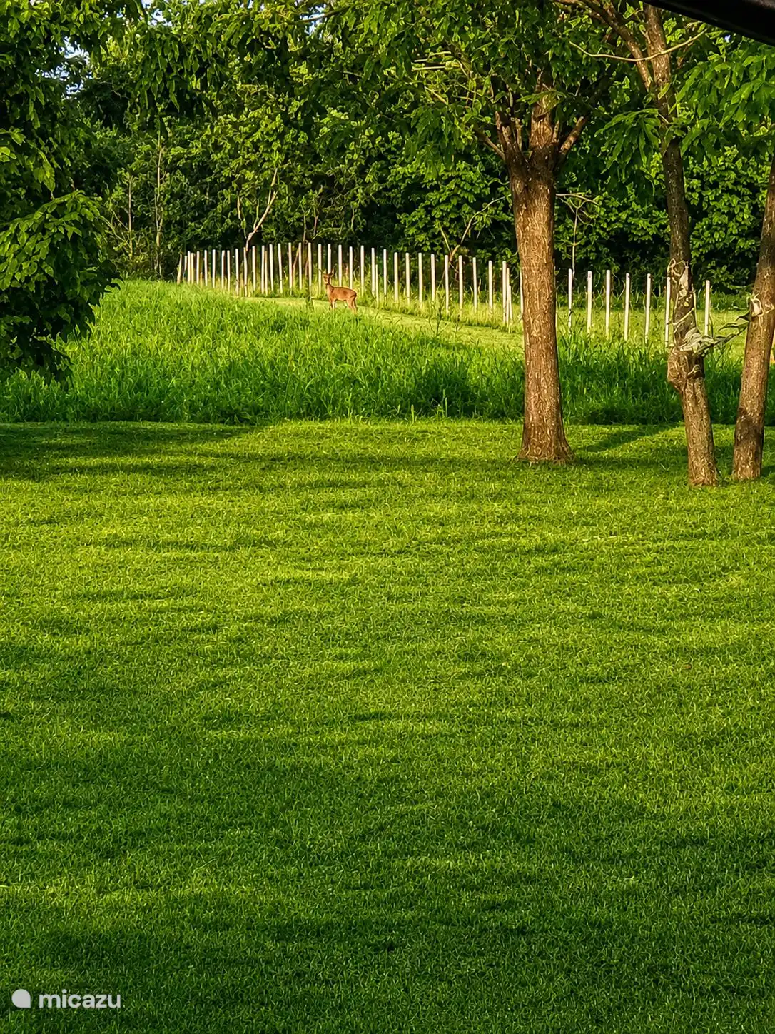 Hert in de achtertuin