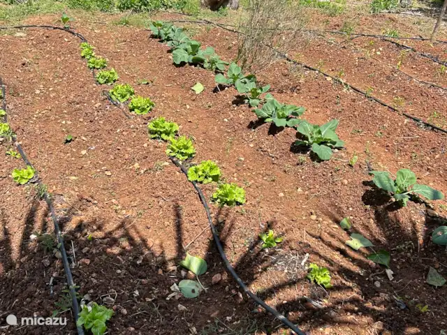 ‘Connosco’ pool-studio Romenco huren in Portugal, Algarve, São Bartolomeu De Messines - studio In onze pluktuin en moestuin kunnen onze gasten naar wens sla, tomaat, bosui, maar ook citrusvruchten en bananen, vijgen en dadels etc. plukken.