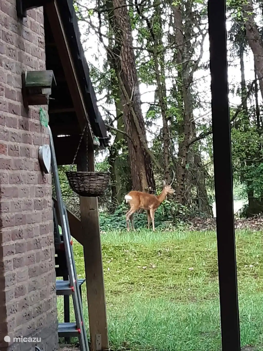 Hin und wieder läuft ein Reh durch den Garten, auch Besuch von Kaninchen