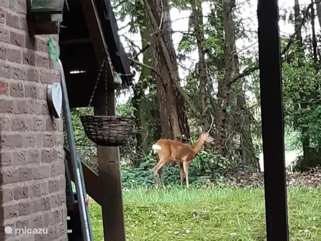 Coeur de fleur de chalet | Pays-Bas, Gueldre, Zelhem - maison de vacances De temps en temps, un cerf se promène dans le jardin, ainsi que des lapins