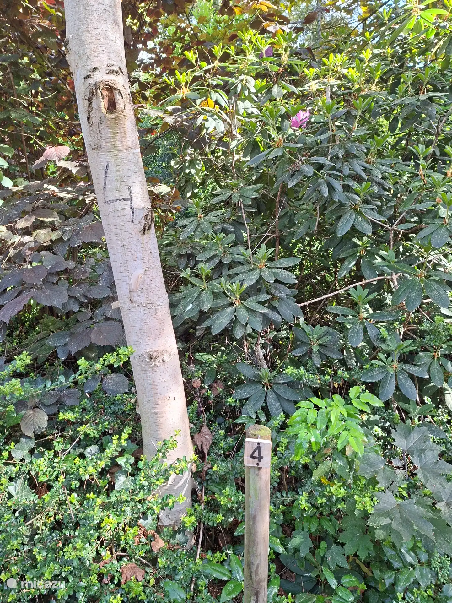 Unser Bungalow ist Nr. 4, ist auch groß auf der Birke