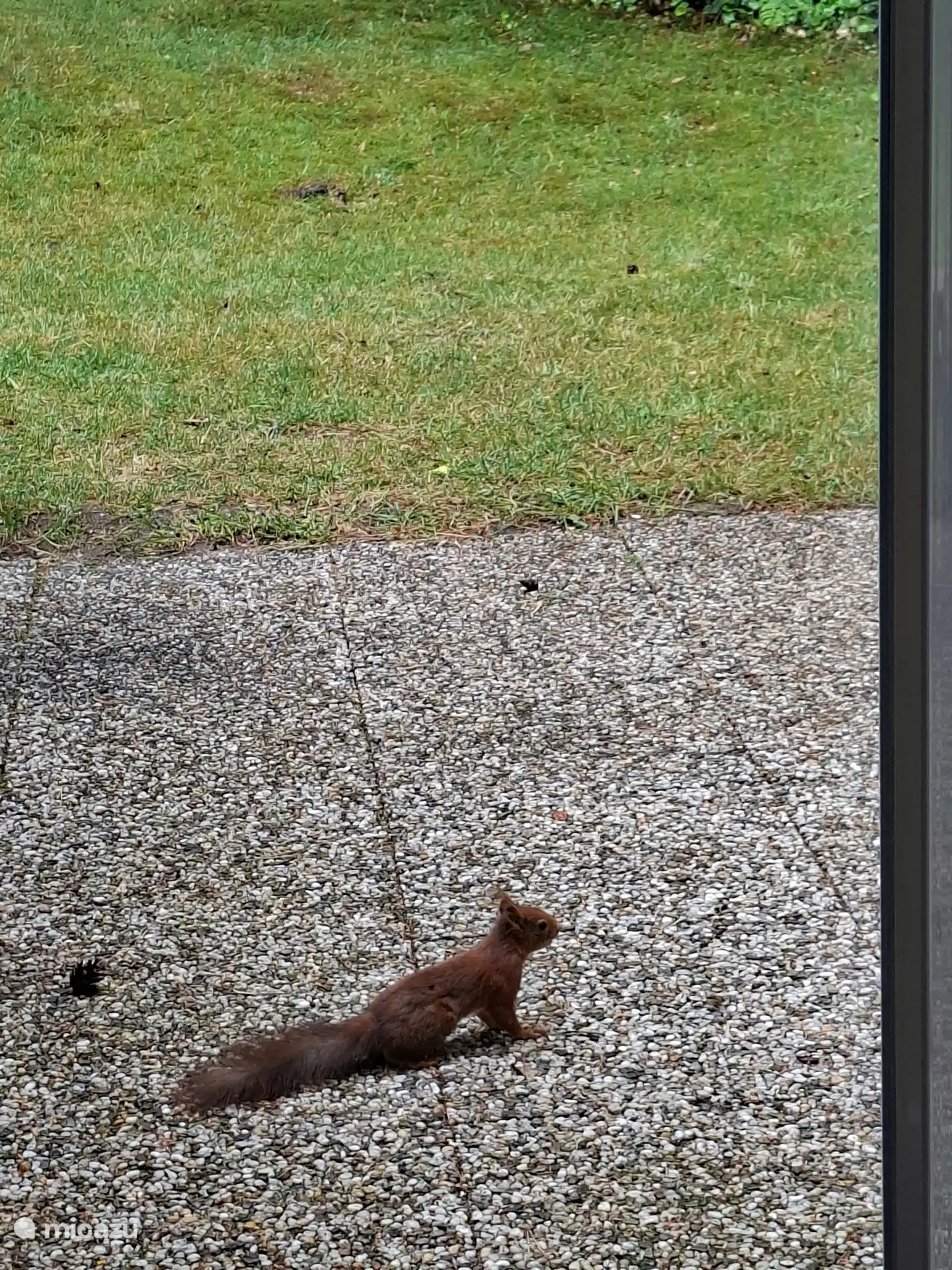 Sehr regelmäßig kommen die Eichhörnchen hierher zum Spielen, klettern über die Stühle, den Tisch in den Bäumen, sie laufen einander hinterher. So viel Spaß !