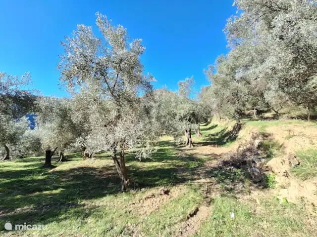 Ca' Armando en Liguria en Italia, Liguria, Erli - casa vacacional Uliveti