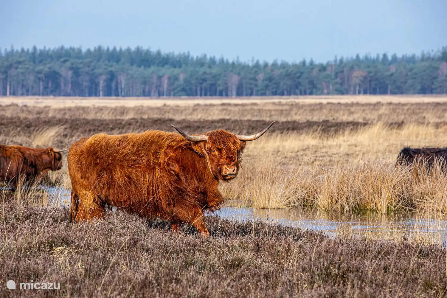 Das Vieh auf der Doldersummerveld-Heide.