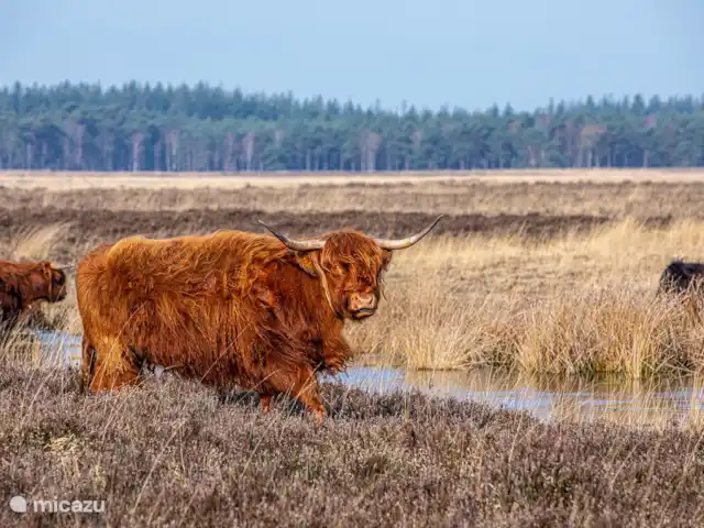 DormyHouse | Pays-Bas, Drenthe, Wateren - maison de vacances Le bétail sur la lande de Doldersummerveld.