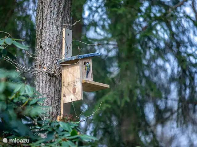 DormyHouse | Pays-Bas, Drenthe, Wateren - maison de vacances La maison est entourée par la nature et ce nichoir peut être vu depuis la table à manger.