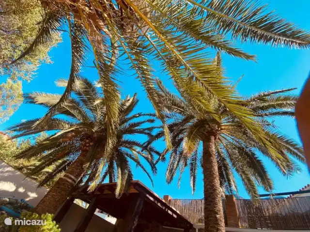 Montgó 2 Appartementen huren in Spanje, Costa Blanca, Dénia - appartement Palmbomen op het terras