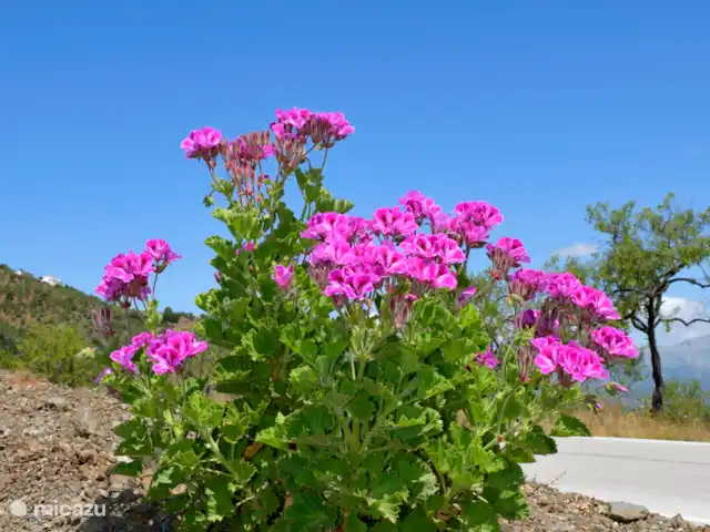 Villa Maria Esnite | Espagne, Costa del Sol, Comares - maison de vacances Jouir.
