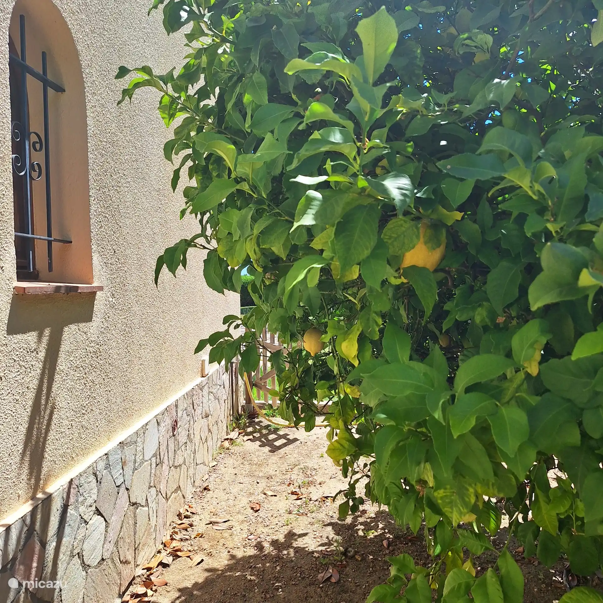 Garten mit Zitronenbaum