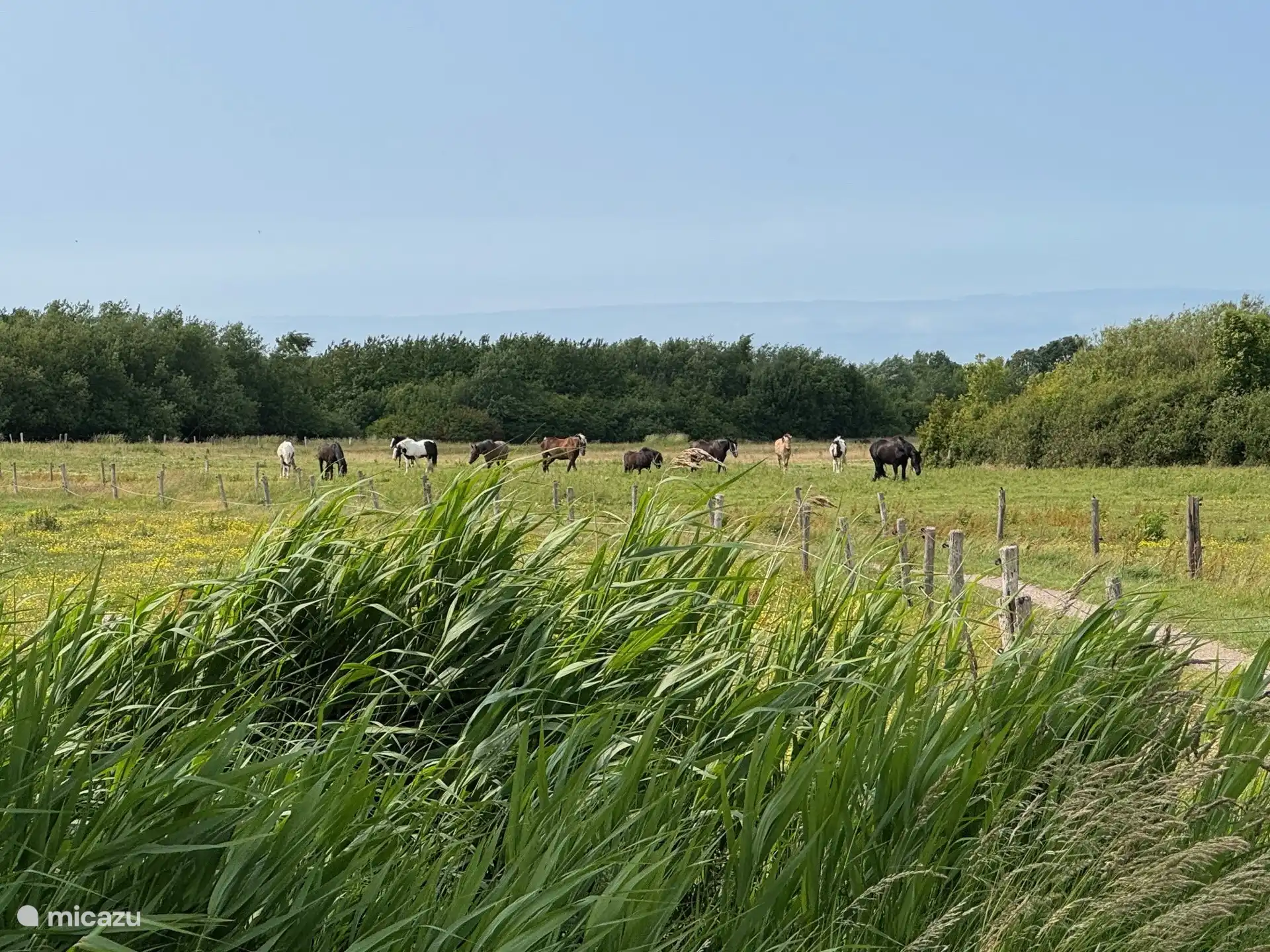 Wanderung im Vebena-Wald auf Pferden