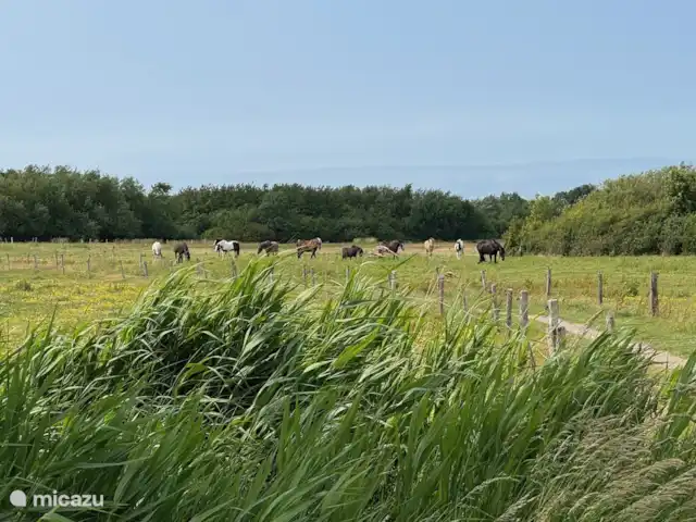 Uitwijck | Pays-Bas, Zélande, Dishoek - maison de vacances Itinéraire pédestre dans la forêt de Vebena à cheval