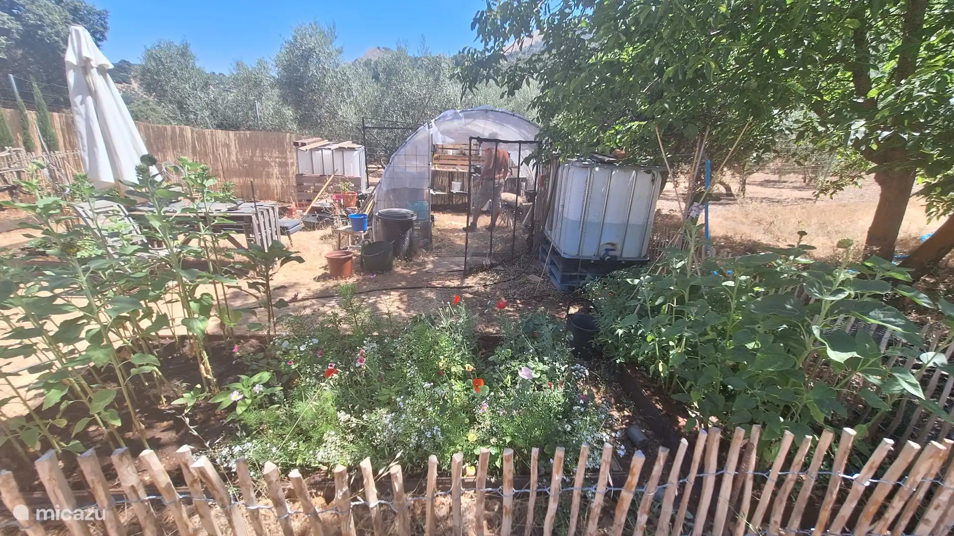 Vegetable garden