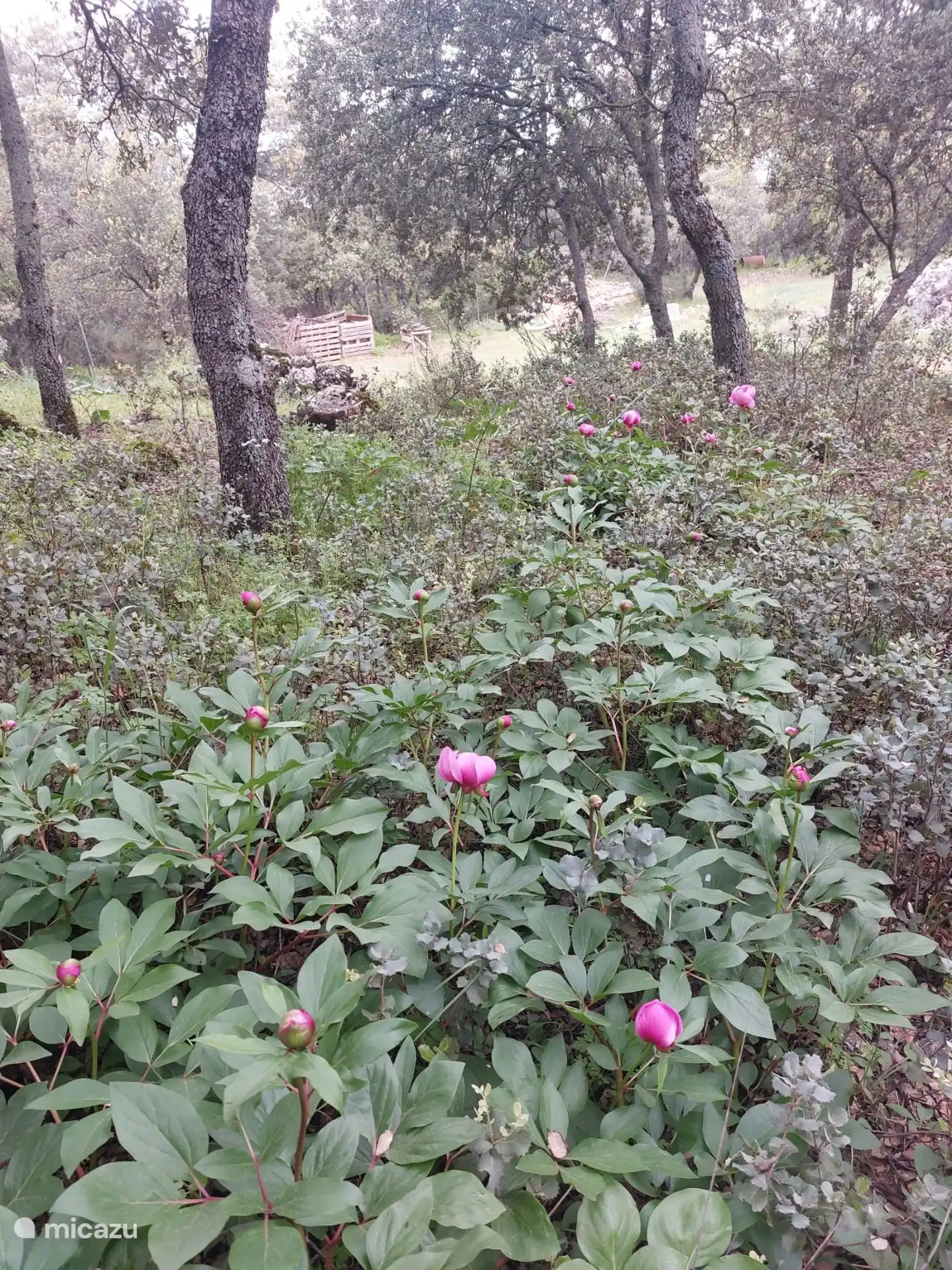 Peonies