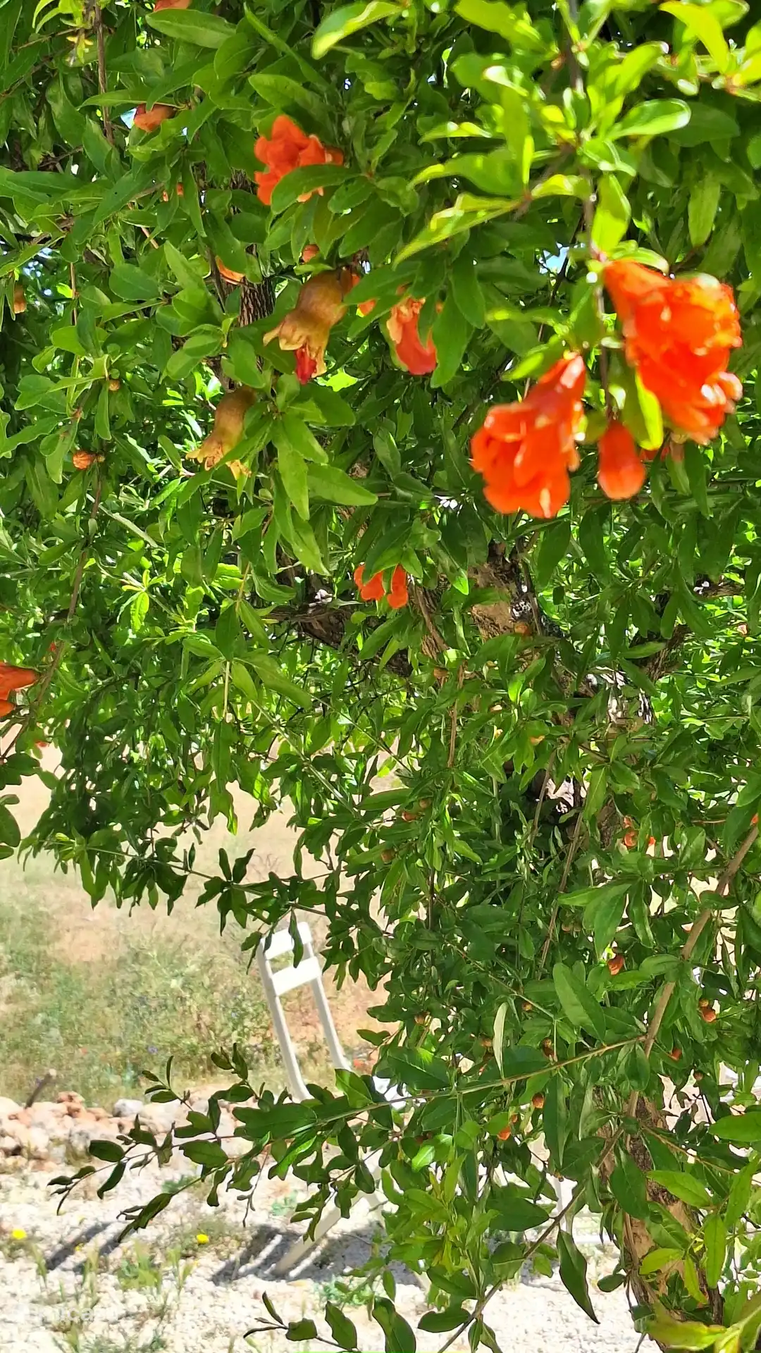 Pomegranate tree