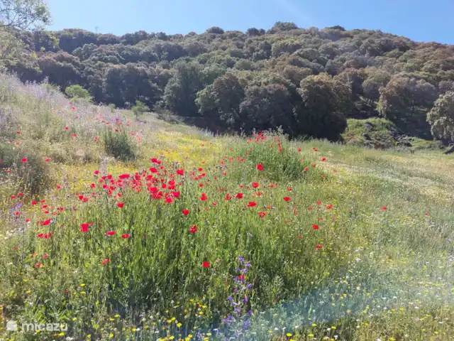 Casa Montaña Rustica huren in Spanje, Andalusië, Montefrio - vakantiehuis Finca
