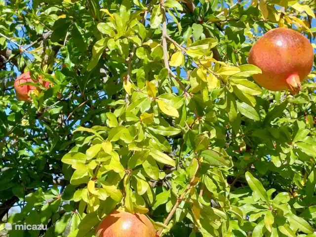 Casa Montaña Rustica huren in Spanje, Andalusië, Montefrio - vakantiehuis Finca