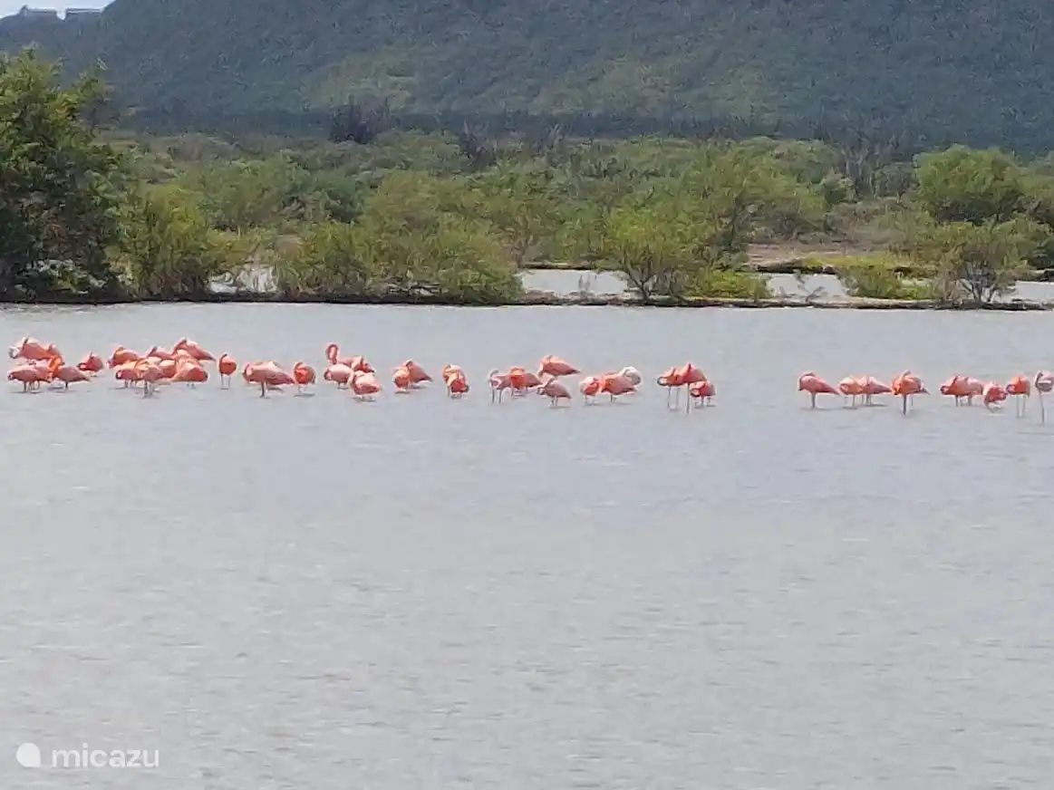 Salzpfannen mit Flamingos in Williwood