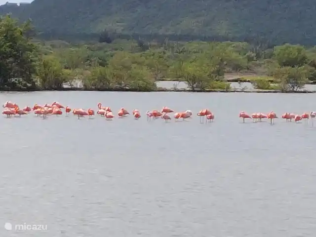 Villa Mirada Karibe avec piscine | Curaçao, Banda Abou (ouest), Fontein - villa Salines avec flamants roses à Williwood