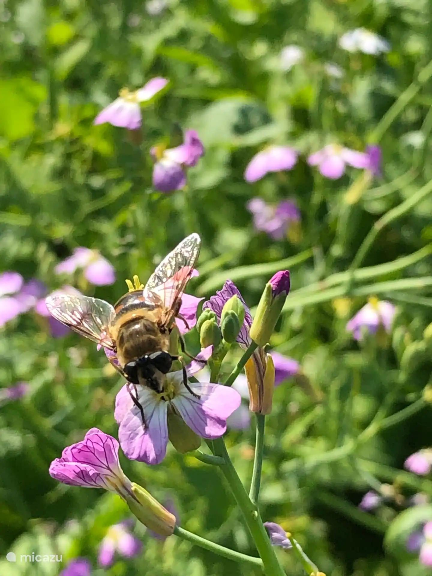 veel biodiversiteit door de aanplant van planten en bloemen