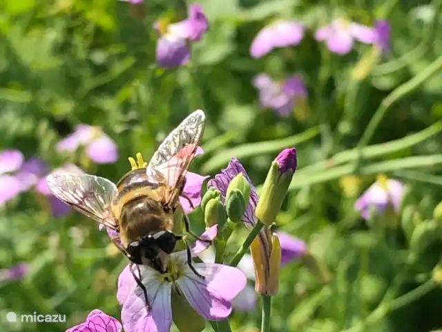 Eco-lodge, slow living by nature huren in Nederland, Overijssel, De Krim - tiny house veel biodiversiteit door de aanplant van planten en bloemen