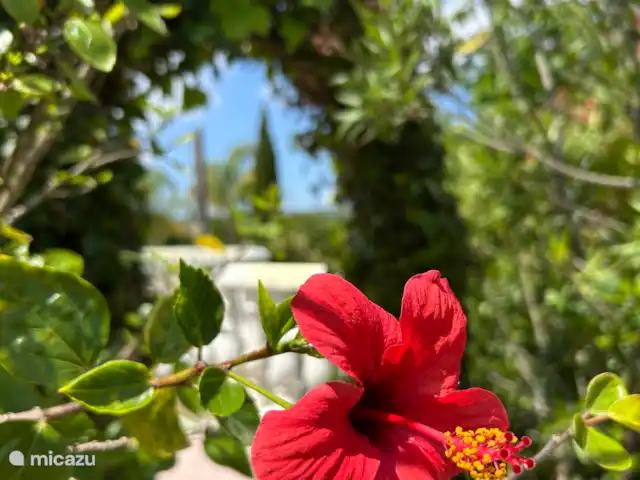 “Connosco Resort” 3-ka. Ricardo huren in Portugal, Algarve, São Bartolomeu De Messines - appartement