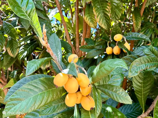 “Connosco Resort” 3-ka. Ricardo huren in Portugal, Algarve, São Bartolomeu De Messines - appartement