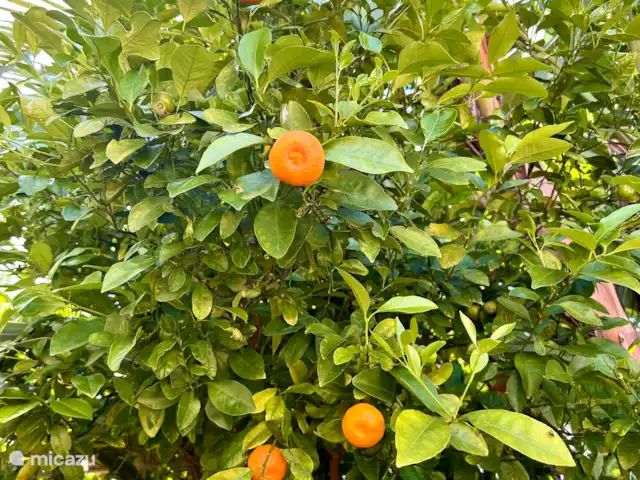 “Connosco Resort” 3-ka. Ricardo huren in Portugal, Algarve, São Bartolomeu De Messines - appartement