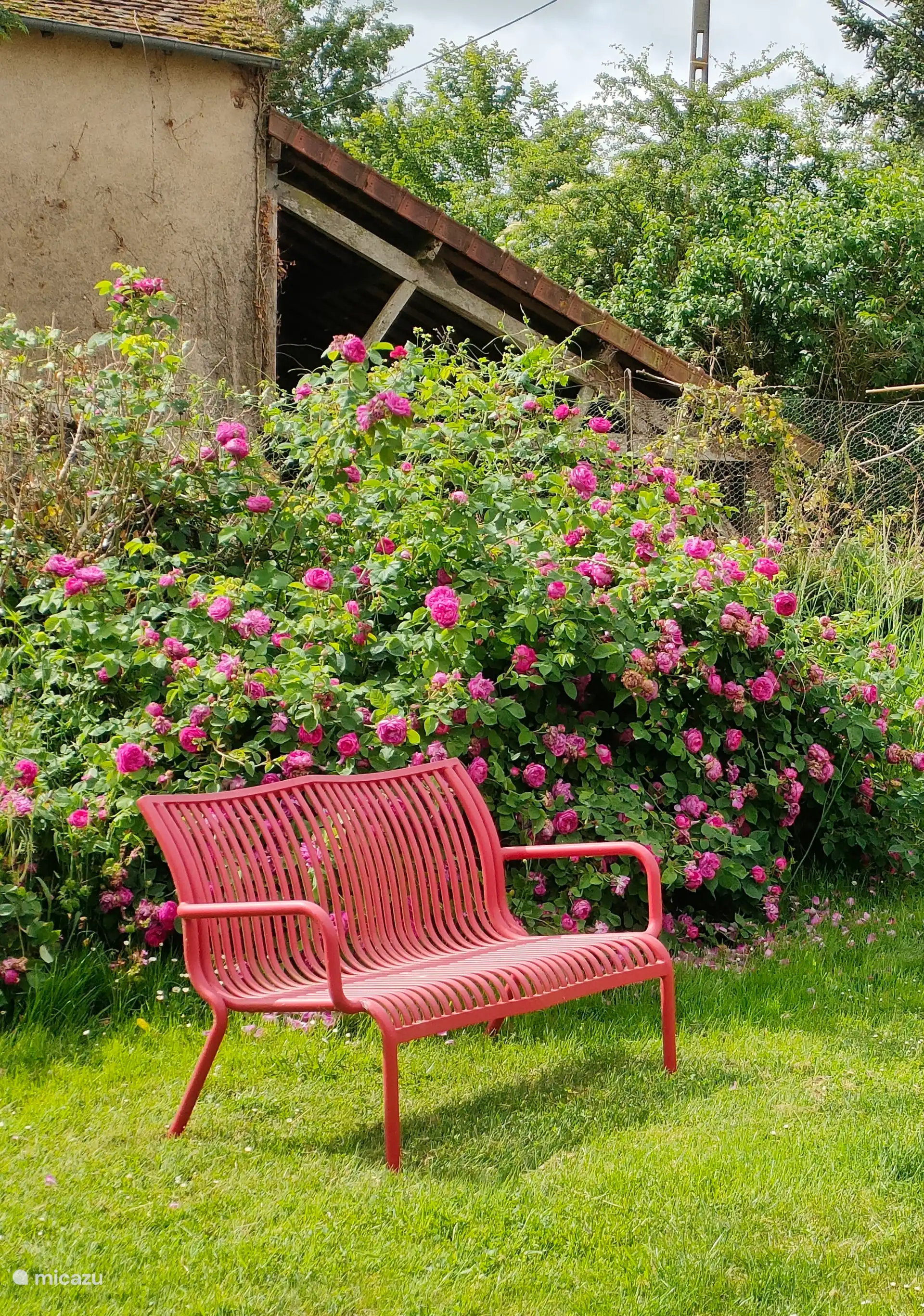 Hinterhof mit Rose im Mai