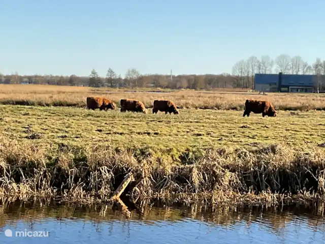Ayres | Pays-Bas, Drenthe, Midlaren - maison de vacances Highlanders écossais