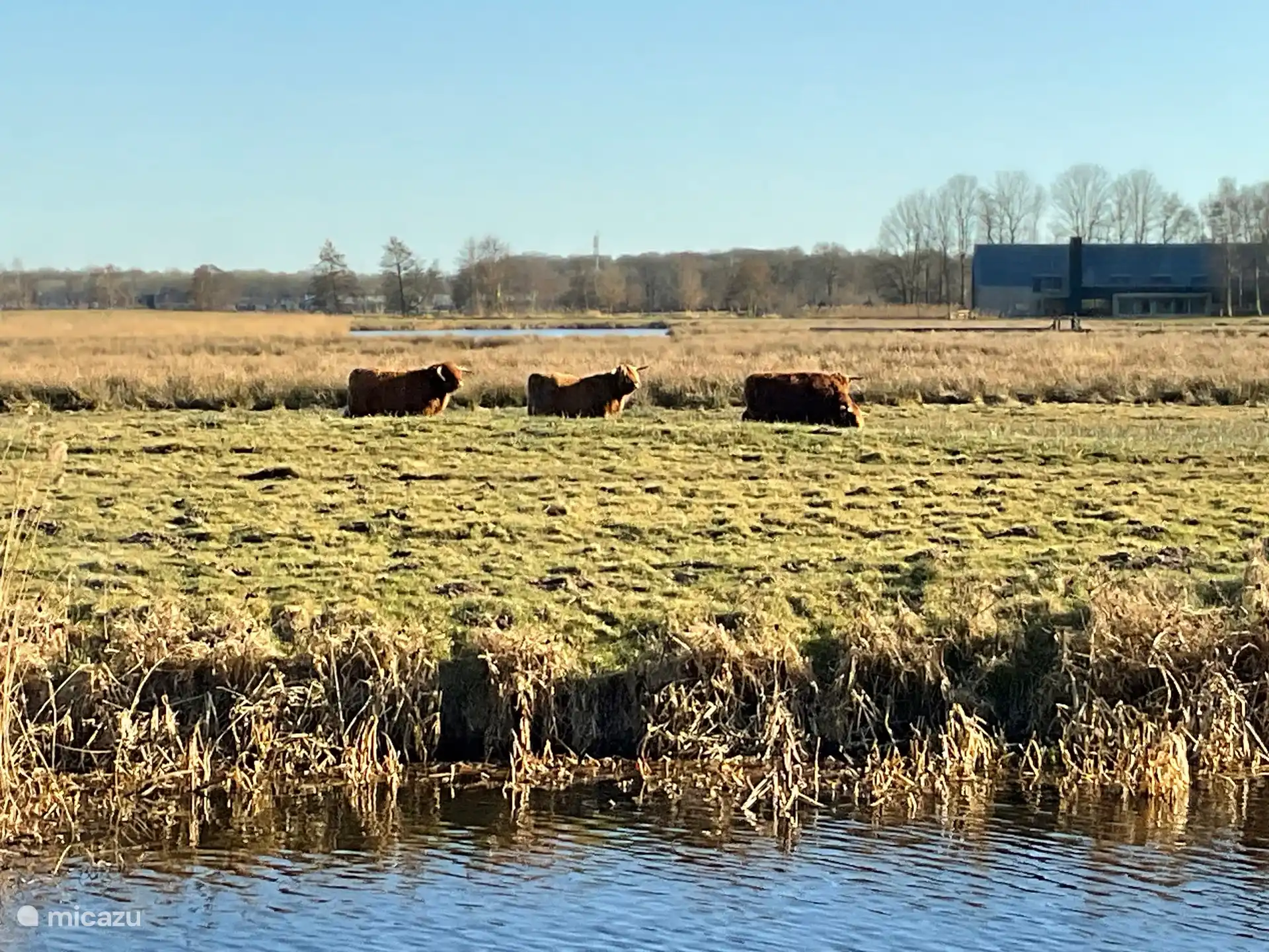 Scottish Highlanders