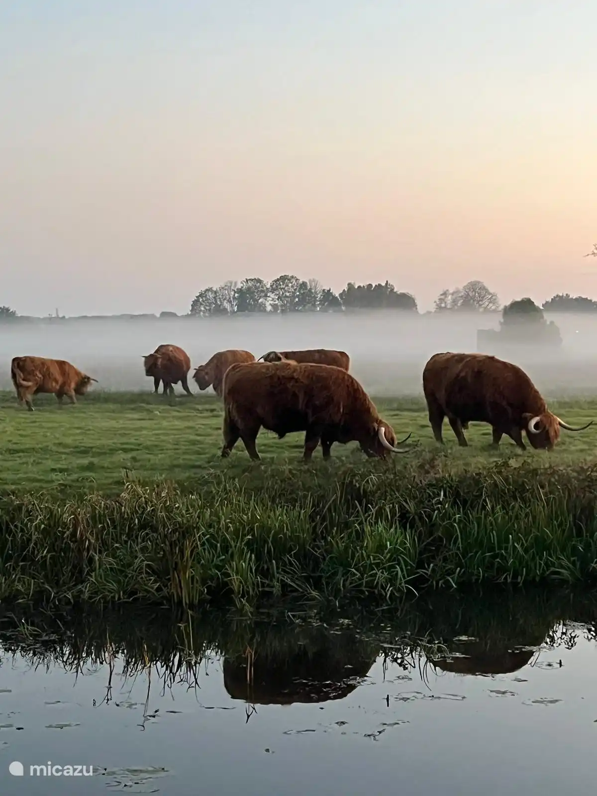 View from the living room on water and cows