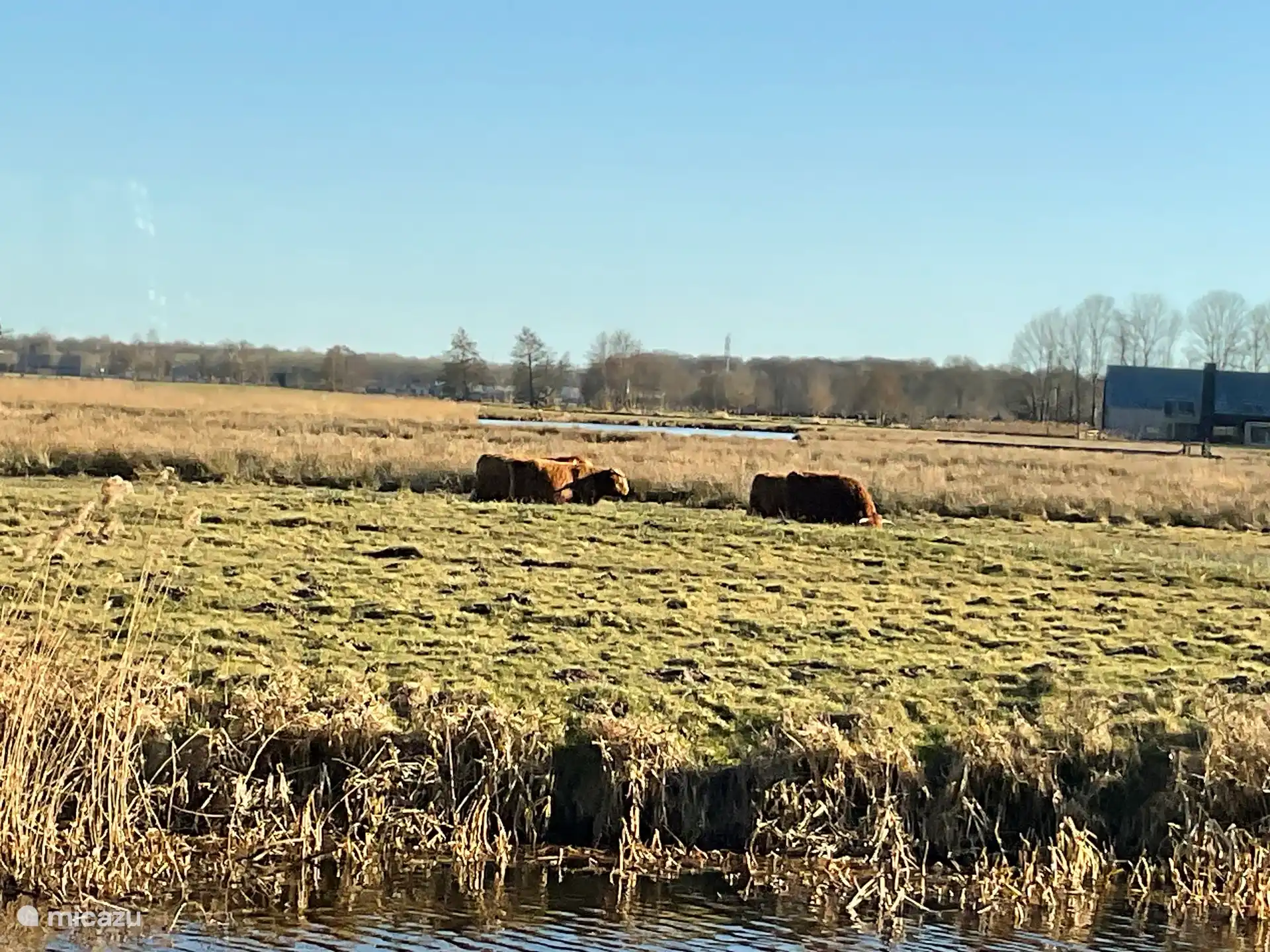 Scottish Highlanders