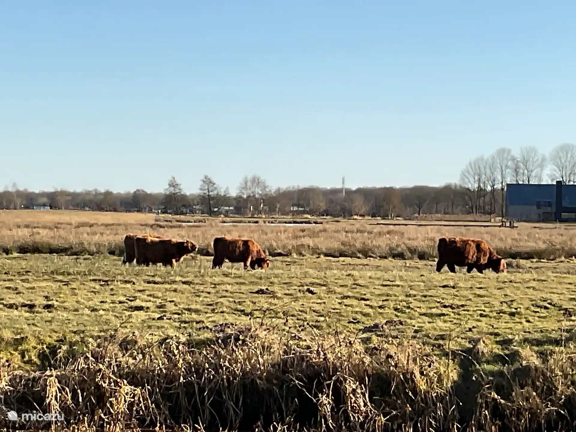 Scottish Highlanders