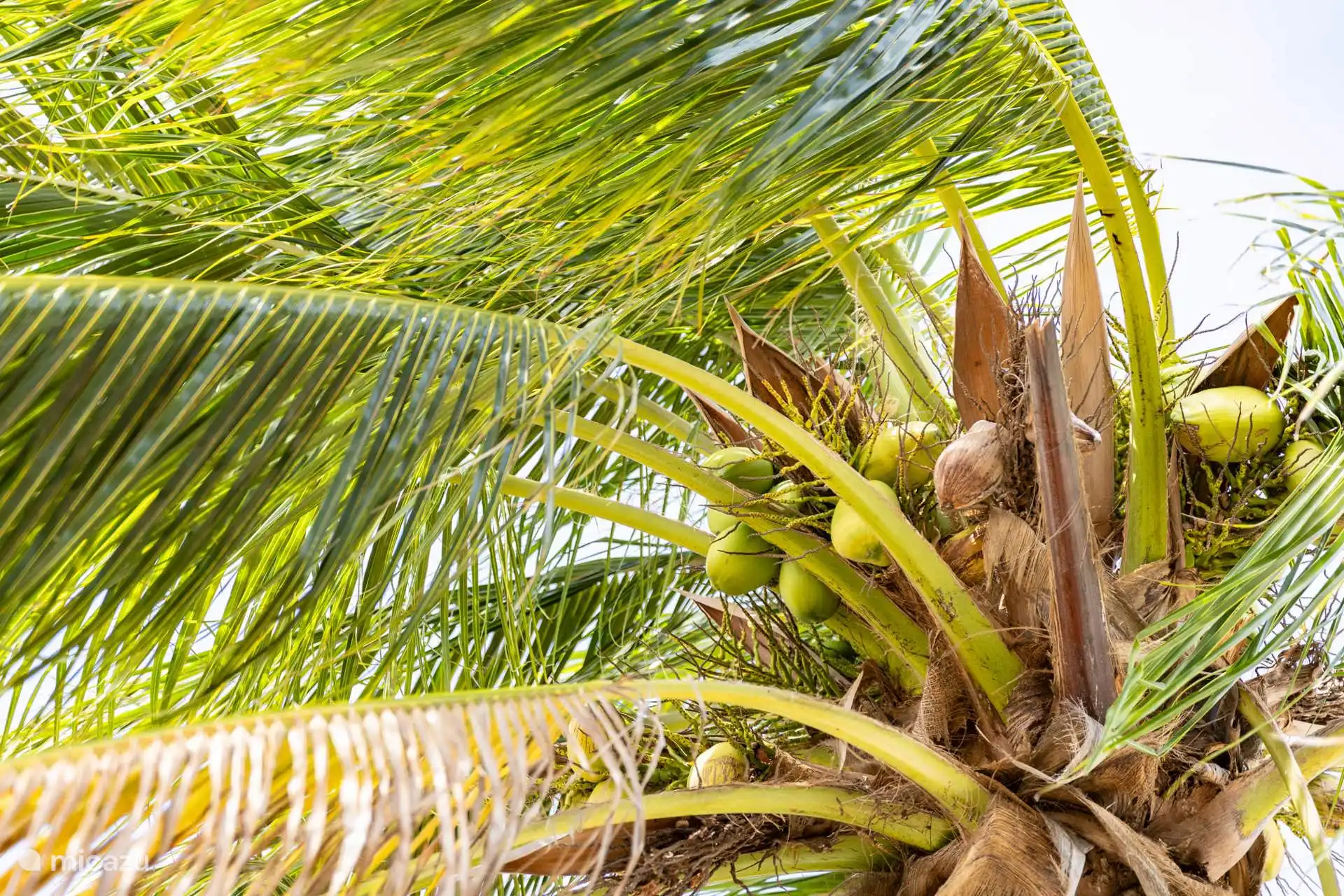 In Oasis gibt es viele ausgewachsene Kokospalmen. Wer weiß, vielleicht ist es dir gelungen und du kannst eine der leckeren Kokosnüsse genießen. 